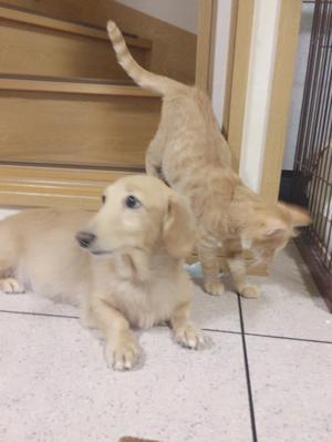 にゃんわん。 - 画像2