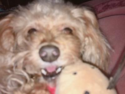 🇫🇷P☆富田鈴花 - 画像2