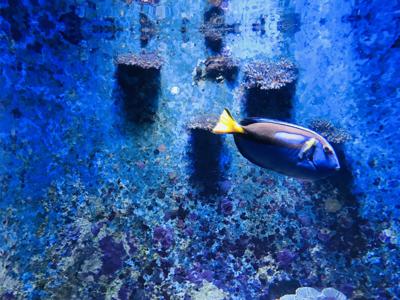 🇫🇷P☆富田鈴花 - 画像8