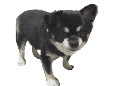 あけましておめでとうございます( ・ω・) - 画像3