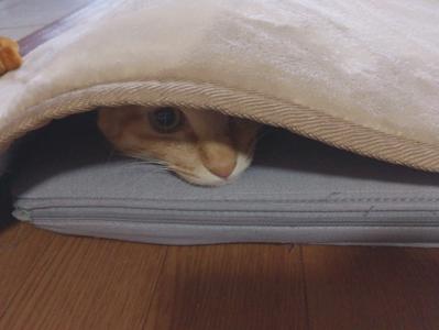 にゃ〜🐱 - 画像3