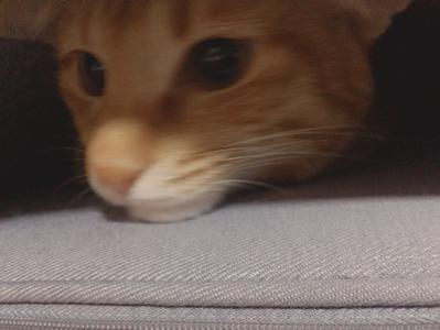 にゃ〜🐱 - 画像4