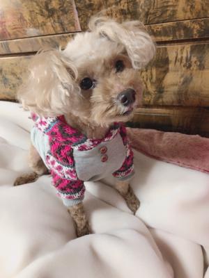 2018年ってもしかしてパリピの年じゃない？ワンチャンあるんじゃない？🐶❤︎ 富田鈴花 - 画像3