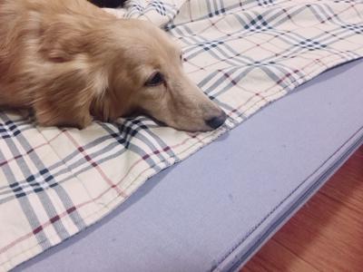 あおはぴ - 画像4