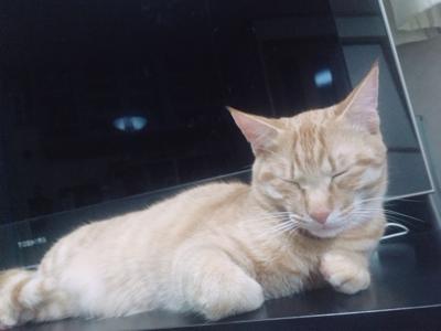 あおはぴ - 画像5