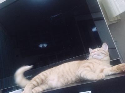 あおはぴ - 画像6