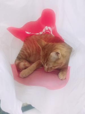 あおちゃん🐈 - 画像3