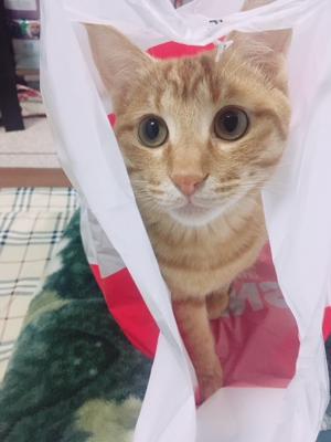 あおちゃん🐈 - 画像4