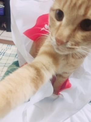 あおちゃん🐈 - 画像5