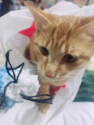 あおちゃん🐈 - 画像6