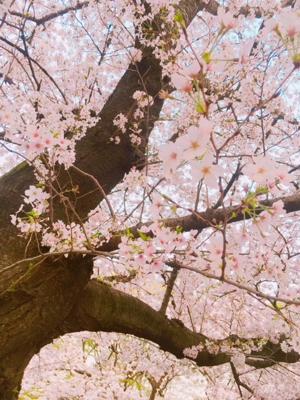 来てね(・◇・) - 画像2