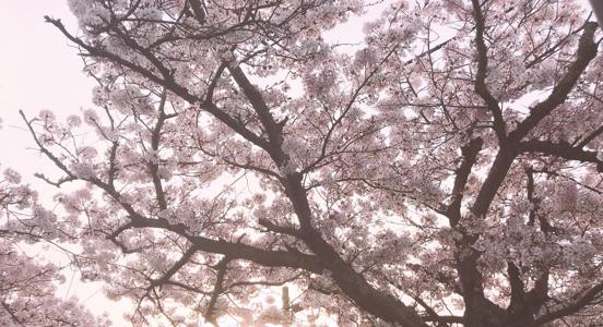 ケータイの画面シールに気泡ができてしまった   河田陽菜 - 画像3