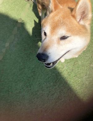~ちゃいろとしろと、あおぞらと~ - 画像3