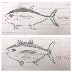 お寿司愛を伝えていきたい🍣vol.2 - 画像4