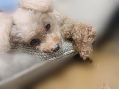 どっちが好きー？ - 画像3