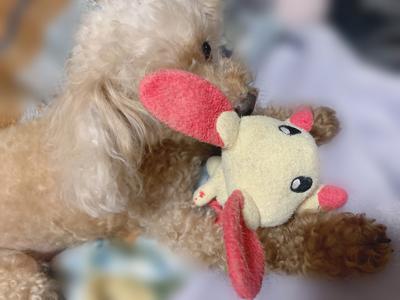 ポケットモンスター 初回拡大生放送SP - 画像4