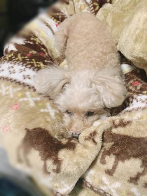 キミに決めた！ - 画像3