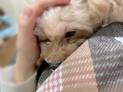 ダンスは1晩寝て覚えるけれど勉強は1晩寝て忘れてしまうんだなぁ - 画像2