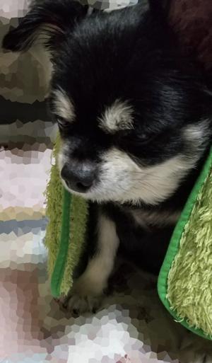 黒豆くんの毛布(・ω・) - 画像2