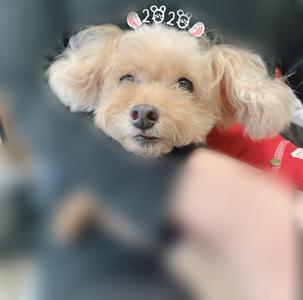 双葉SAにごまアイスみたいなわんちゃんいたな〜 - 画像2