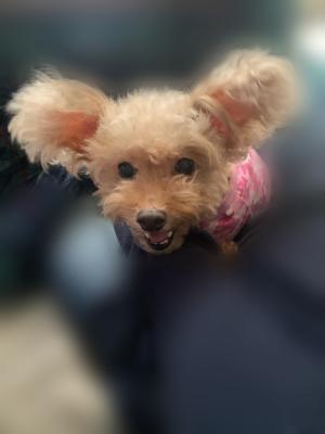 くるまじゃないよ くま くま くま - 画像2