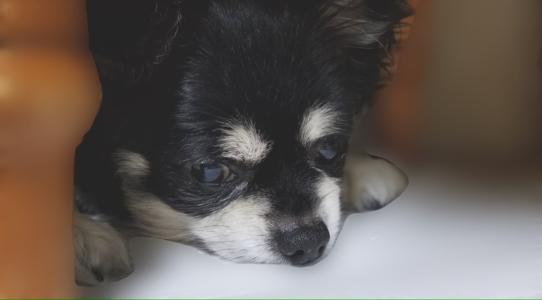 黒豆(・ω・) - 画像2