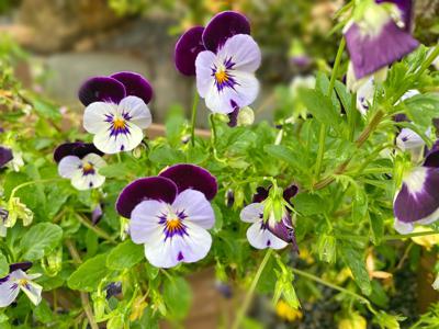 よくやく咲きそうな恋の花をそっと守りたい - 画像2