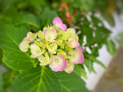 よくやく咲きそうな恋の花をそっと守りたい - 画像3
