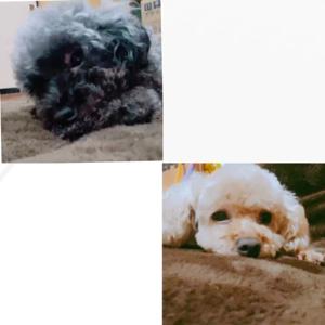 (๑⃙⃘'ᗜ'๑⃙⃘)>≡💥 ②⑤ 山口陽世です - 画像2