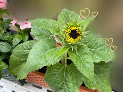 ついに開幕だー⚾️ - 画像2