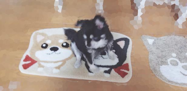 久しぶりに黒豆くん登場(・ω・) - 画像2