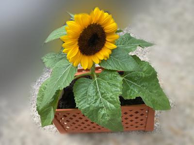 パワー！！！ - 画像4