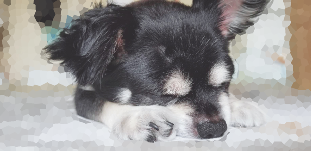 黒豆くんもいるよ(・ω・) - 画像4