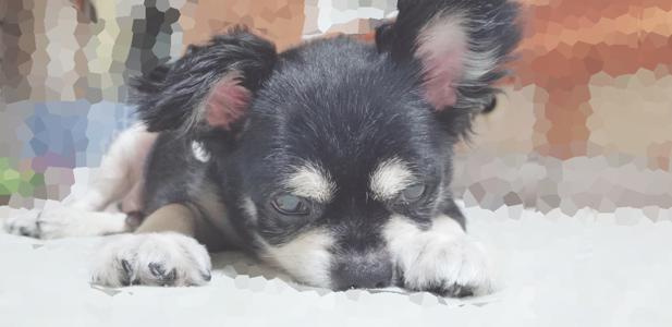 黒豆さん可愛い(・ω・) - 画像3