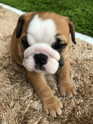 ~嬉しいの意味の顔文字です(´｡✪ω✪｡｀)~ - 画像5