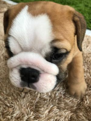 ~嬉しいの意味の顔文字です(´｡✪ω✪｡｀)~ - 画像6