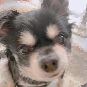 クラッシュ！(・ω・) - 画像2