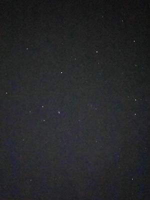 アルマジロのおしりさわりたい🐸 - 画像2