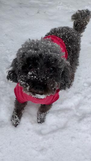 ( ¨̮ )>≡💥⑧⑤ここ変えました - 画像3