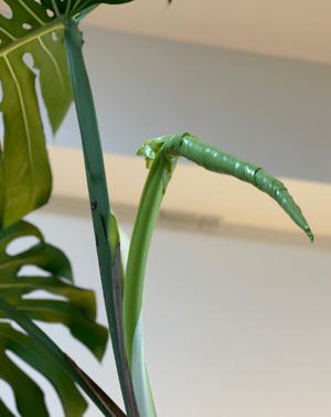 新しい仲間🌱 - 画像3