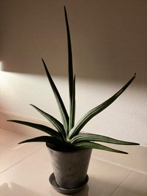 鉄は熱いうちに打て - 画像2