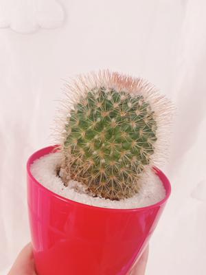 #名前募集中 - 画像4