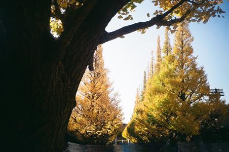 レイリー - 画像7