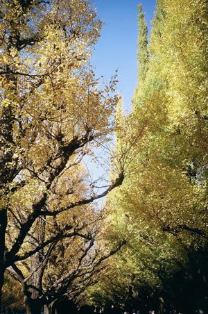 レイリー - 画像8