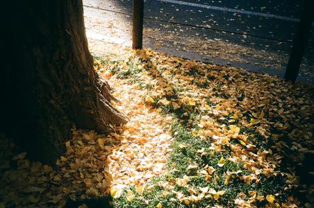 レイリー - 画像9