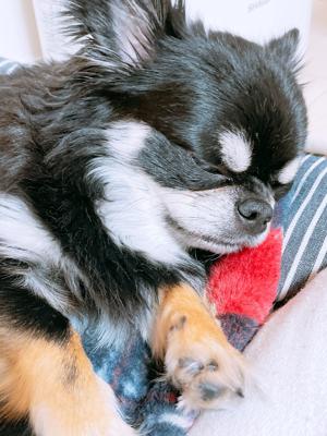 大好きな子たち🐈 - 画像3