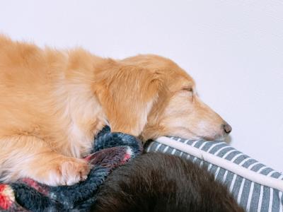 大好きな子たち🐈 - 画像4