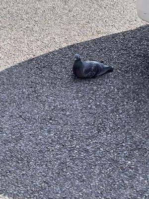 今日も聴いてください🧀 - 画像4