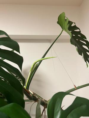 約1ヶ月ぶりだーーーー！ - 画像3