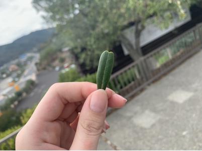 てんしのさんぽみち、ひとりでにあるくわたし、ふさがれてゆくすえうみのみち - 画像8